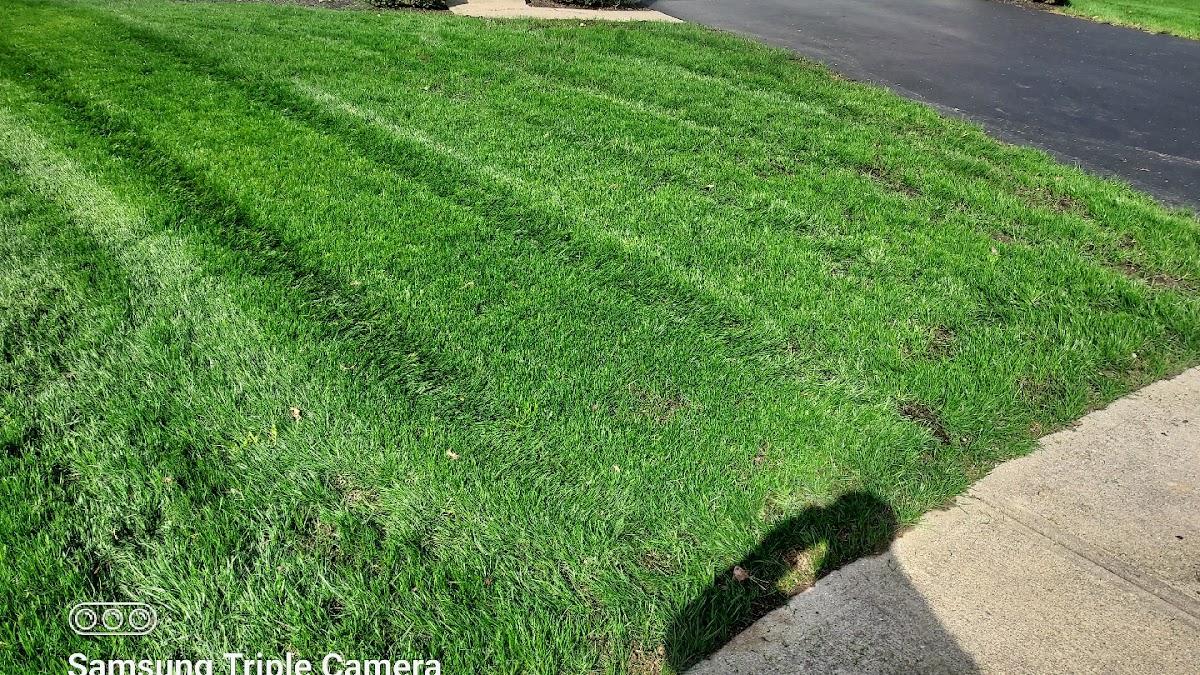 Freshly mowed lawn with clean mow-stripe pattern